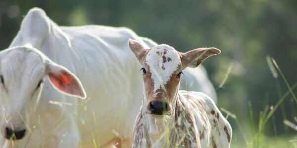 Visites sanitaires obligatoires pour la filière bovine : une expérimentation mise en place !