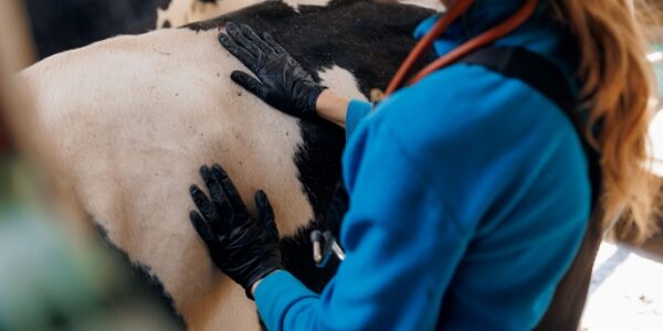 Visites sanitaires obligatoires pour la filière bovine : petite modification de l’expérimentation !